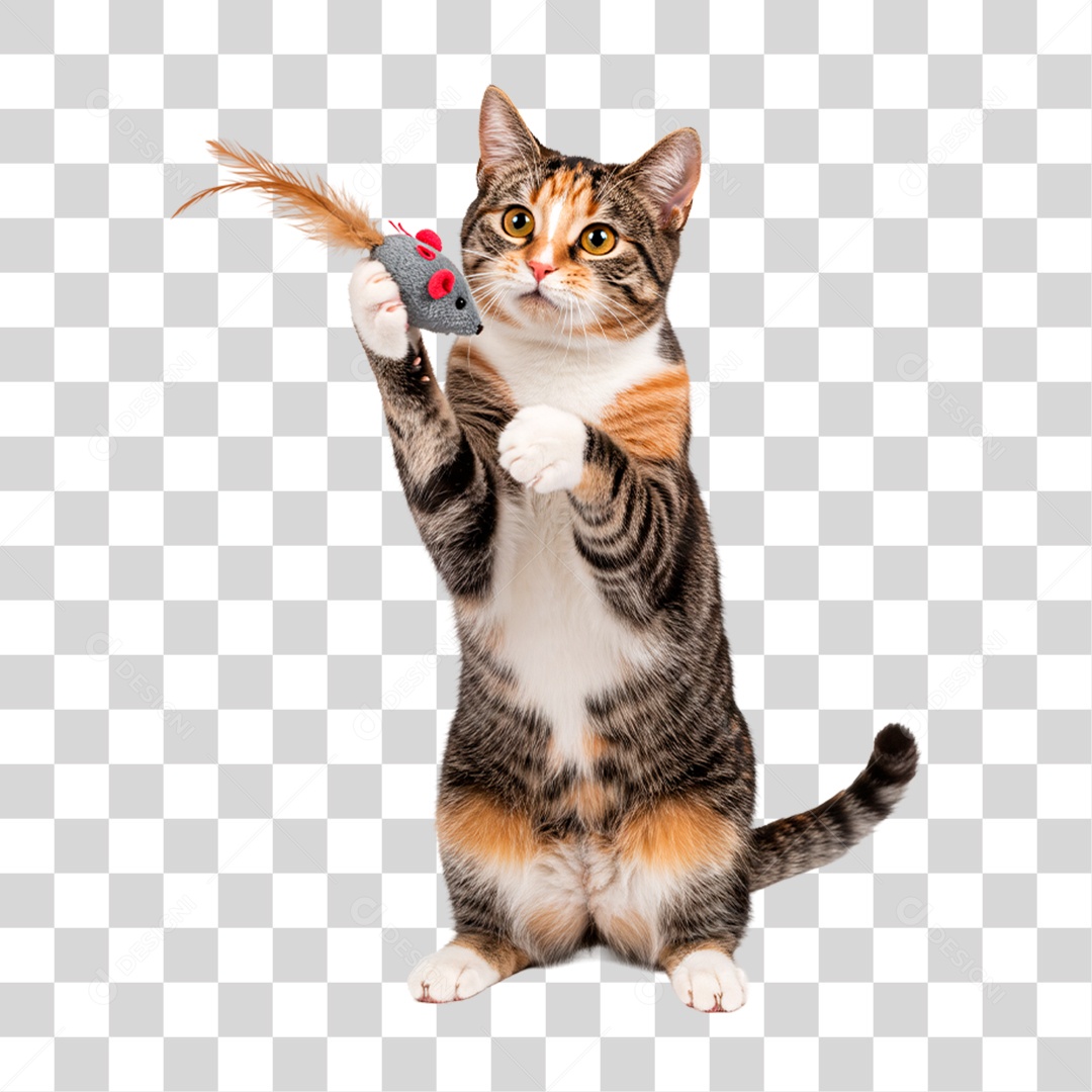 Gato Brincando PNG Transparente