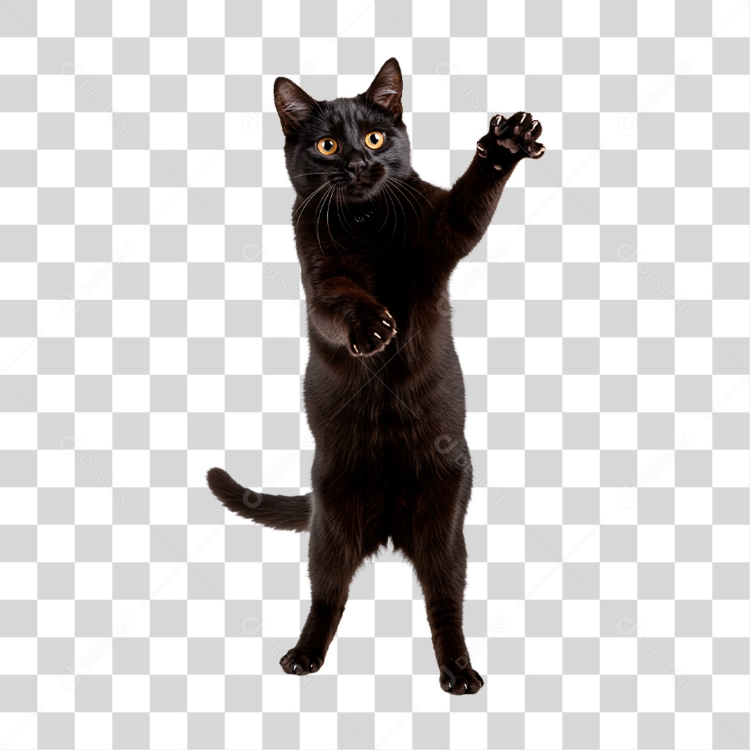 Gato Brincando PNG Transparente