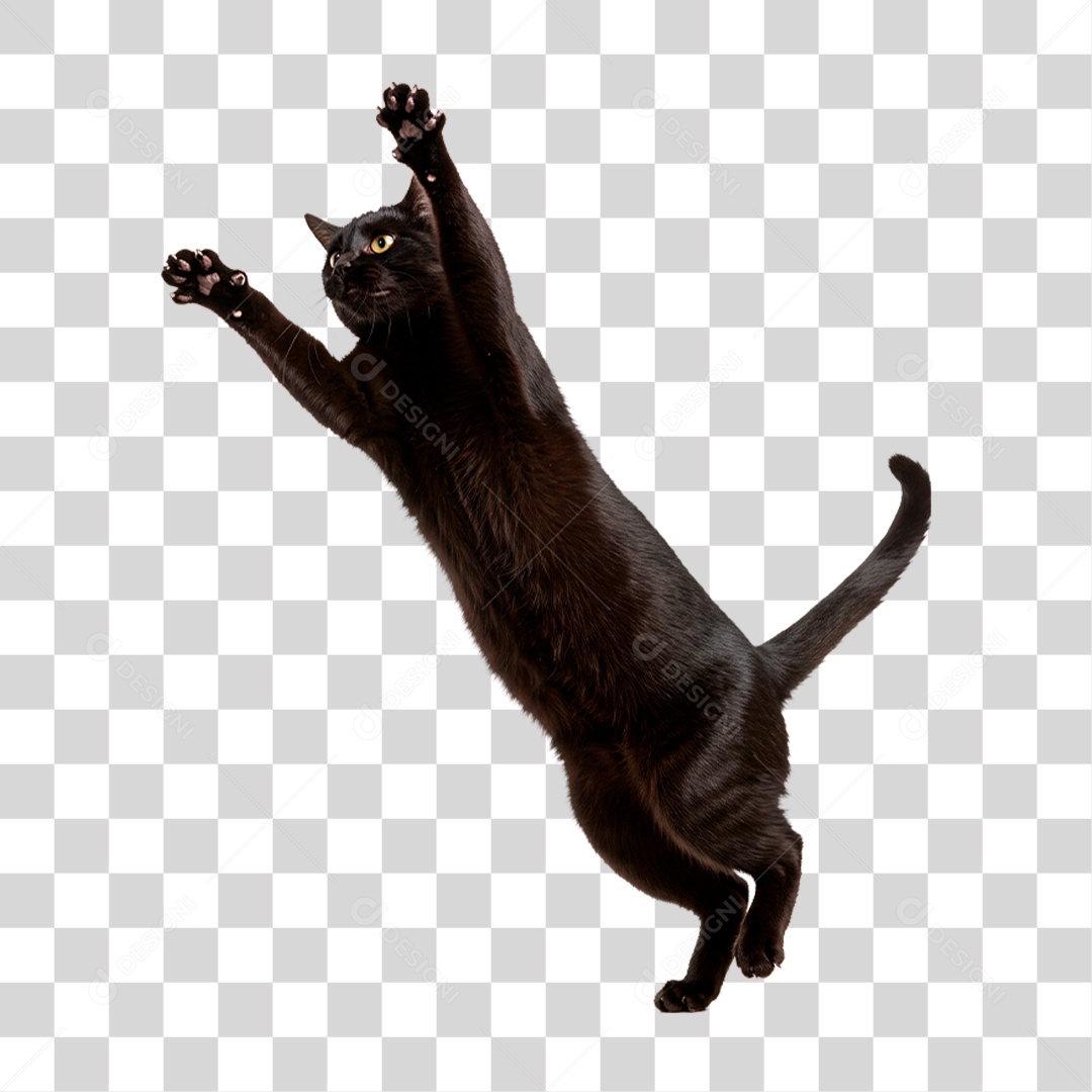 Gato Brincando PNG Transparente
