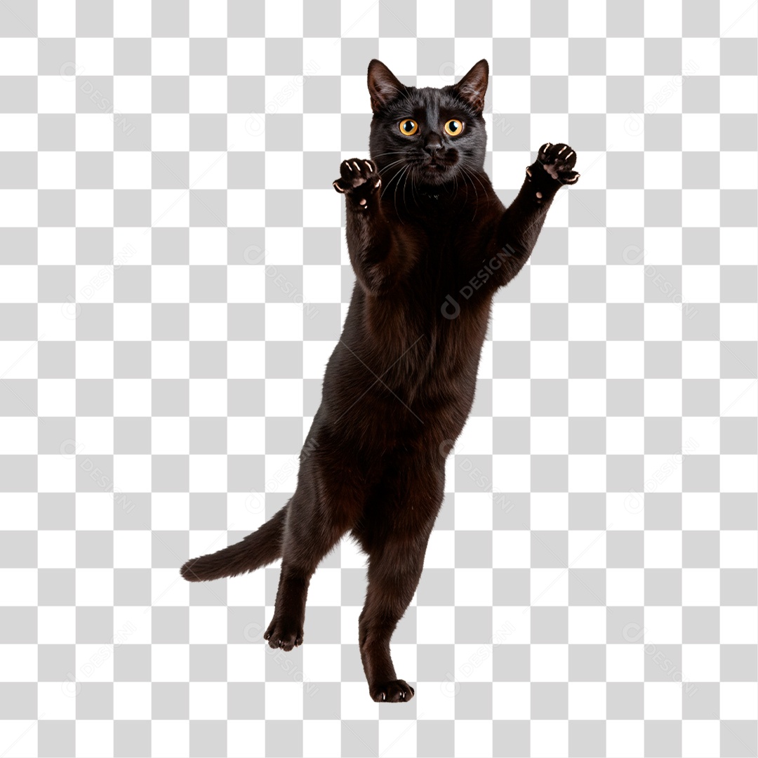 Gato Brincando PNG Transparente