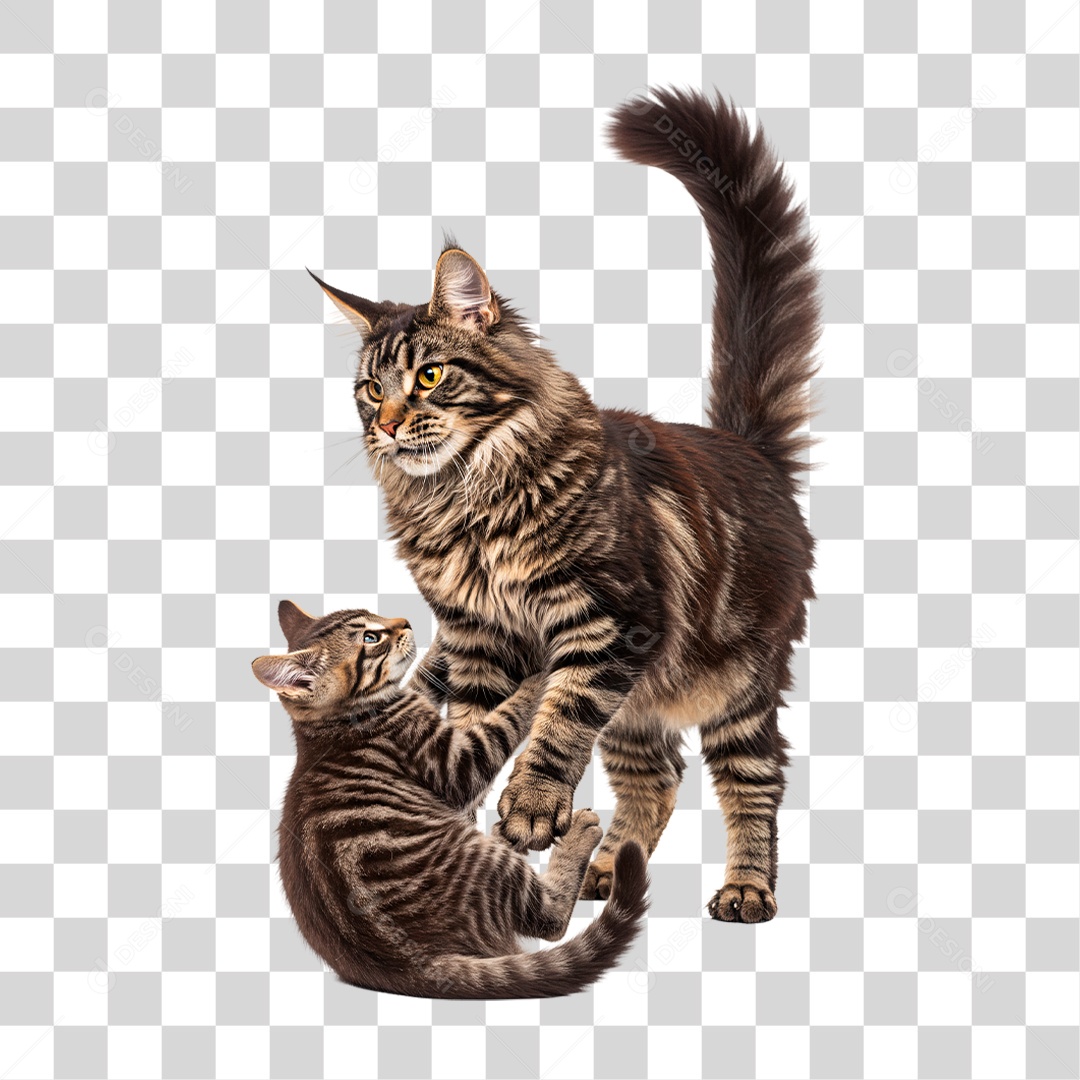 Gatos Brincando PNG Transparente