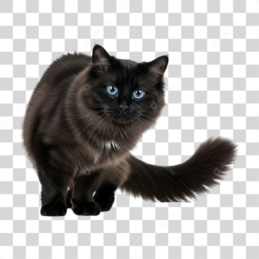 Gato Preto Animal de Estimação PNG Transparente