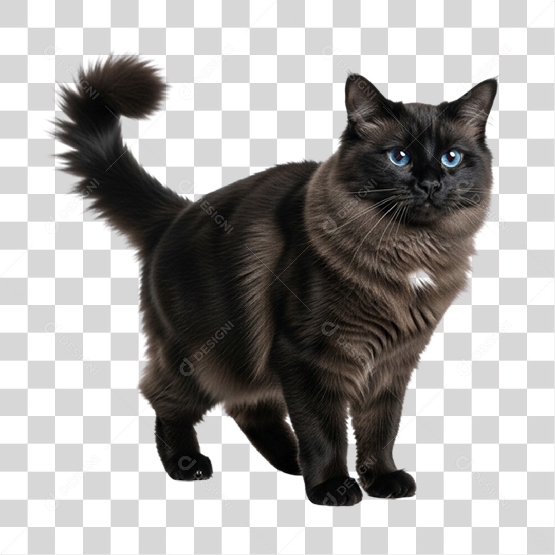 Gato Preto Animal de Estimação PNG Transparente