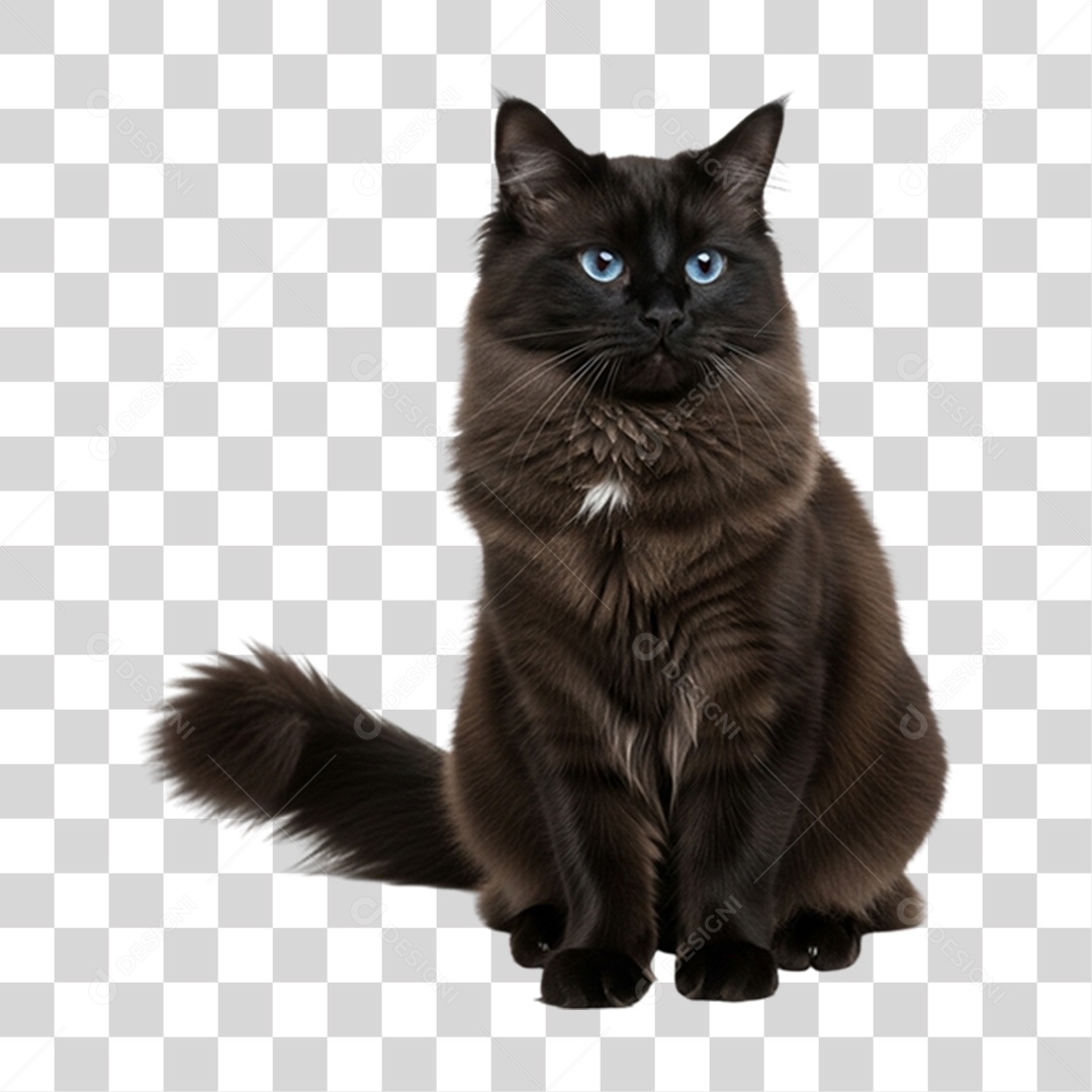 Gato Preto Animal de Estimação PNG Transparente