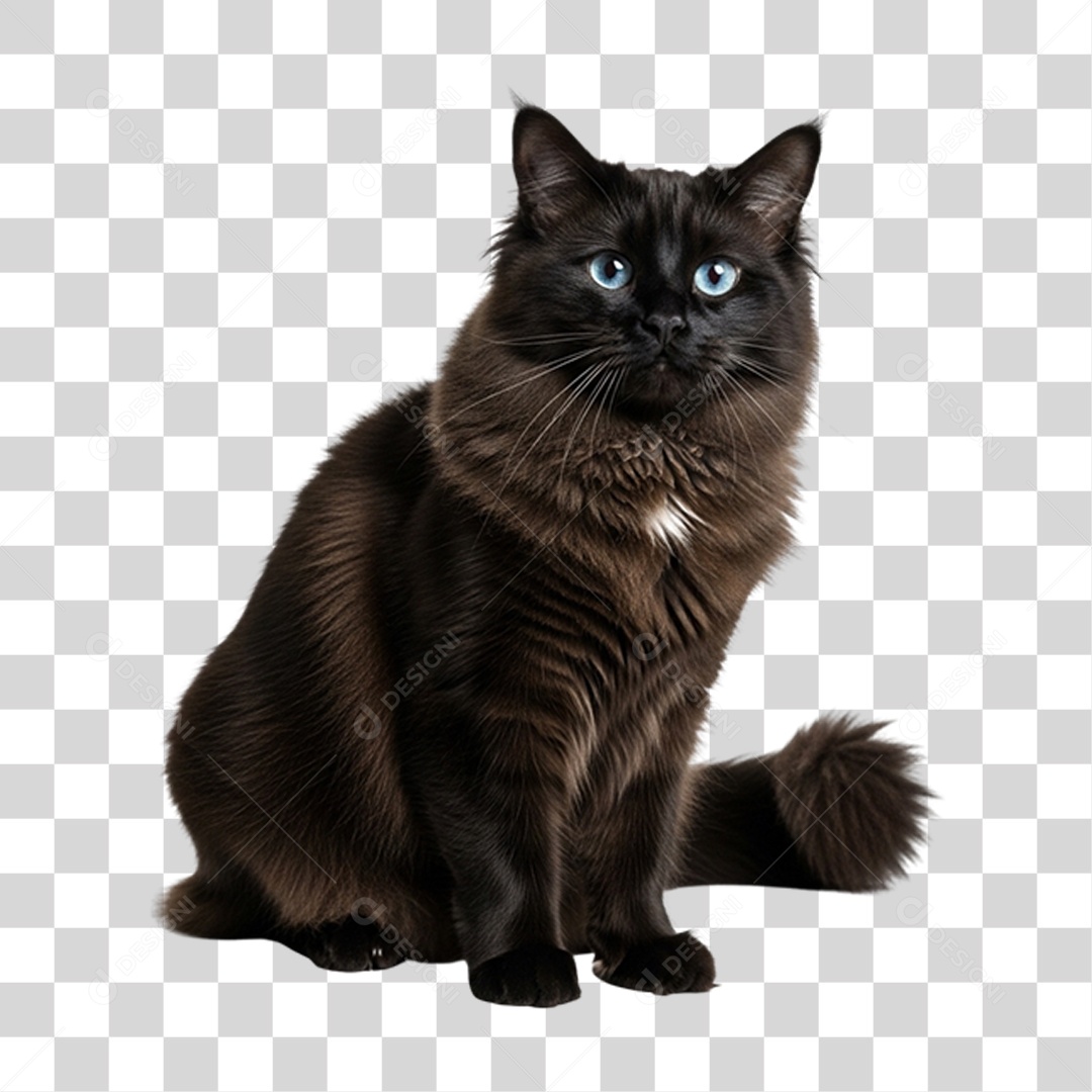 Gato Preto Animal de Estimação PNG Transparente