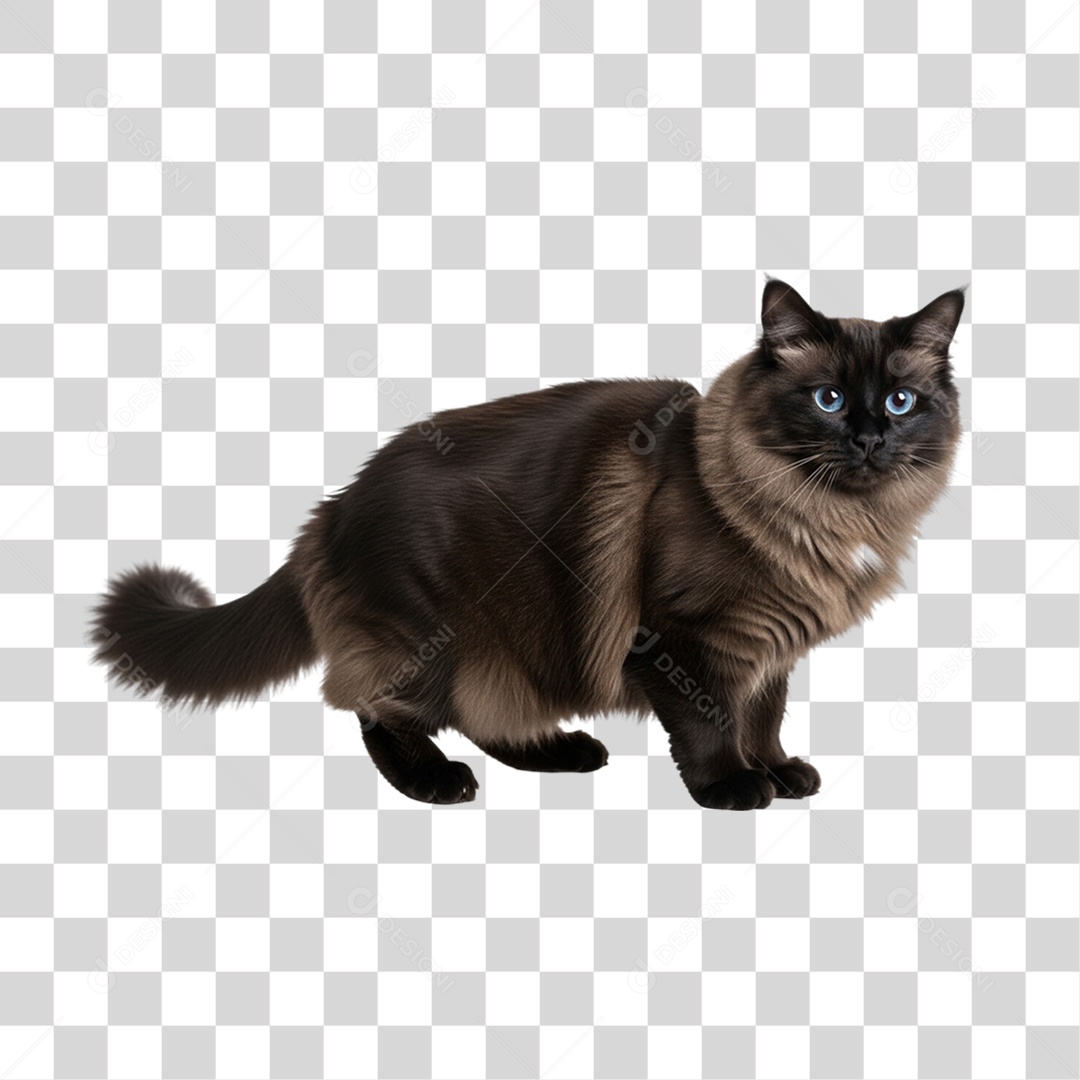 Gato Preto Animal de Estimação PNG Transparente