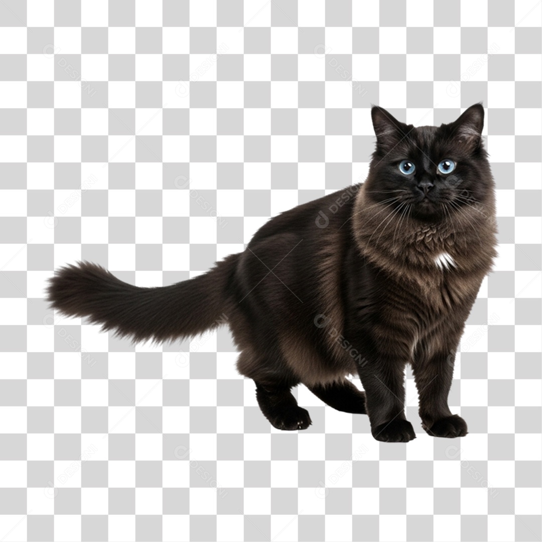 Gato Preto Animal de Estimação PNG Transparente