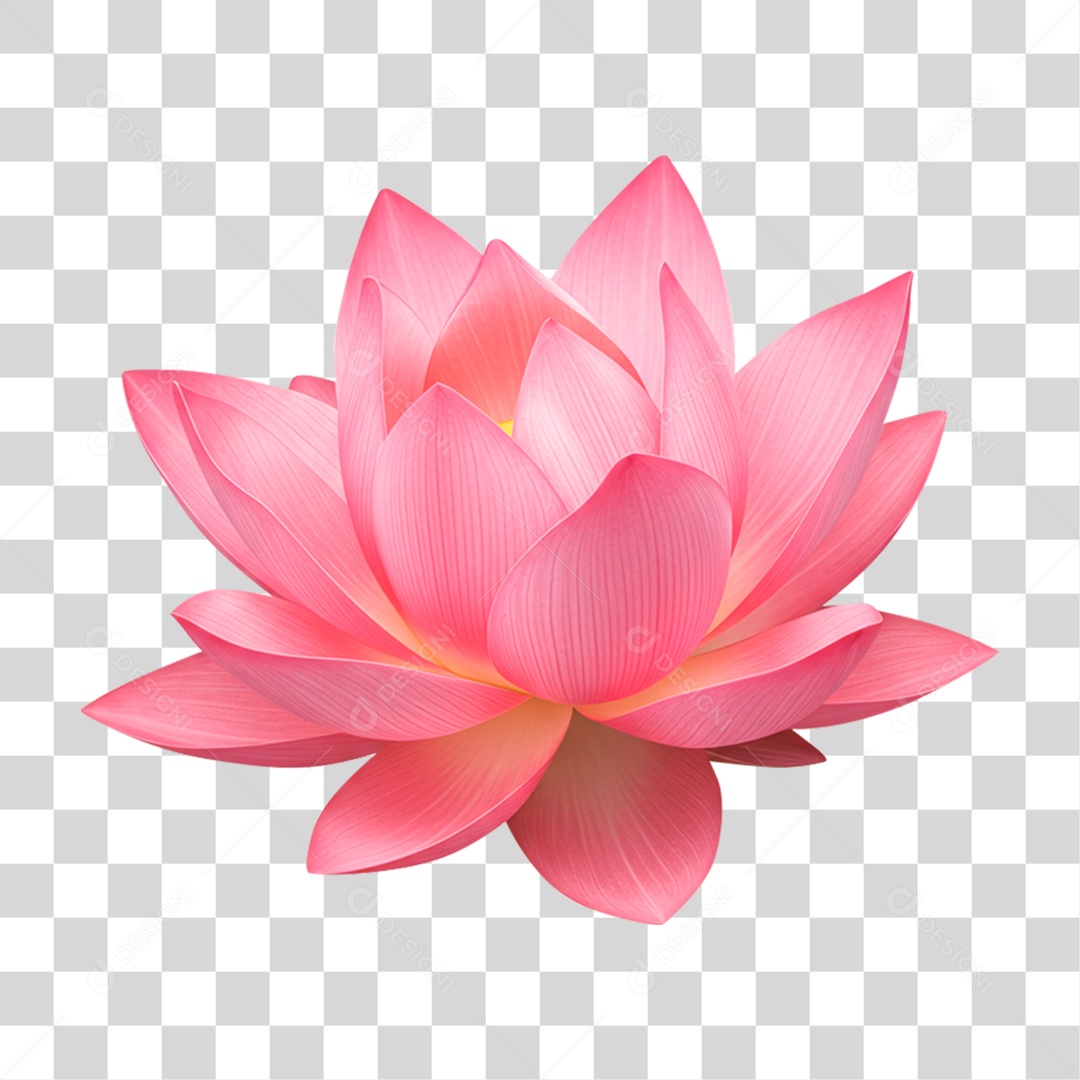 Flor Rosa PNG Transparente