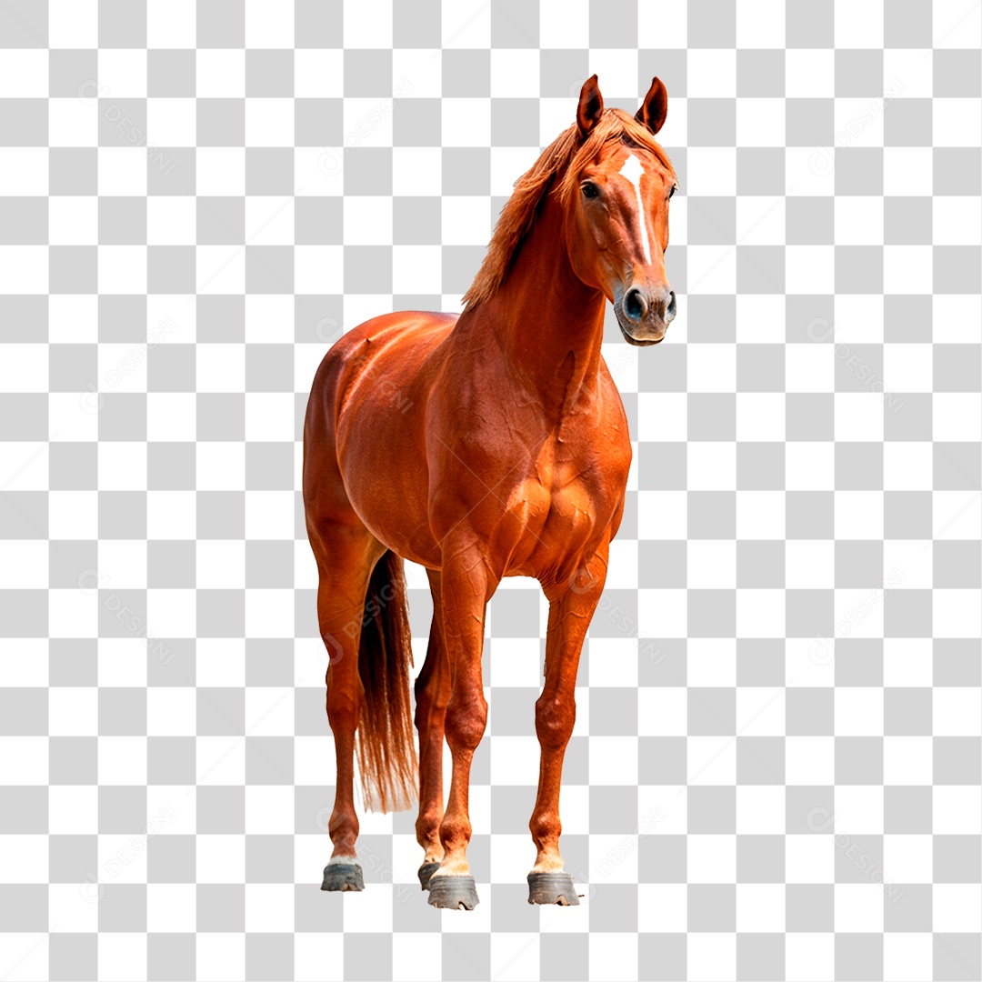 Cavalo Castanho PNG Transparente