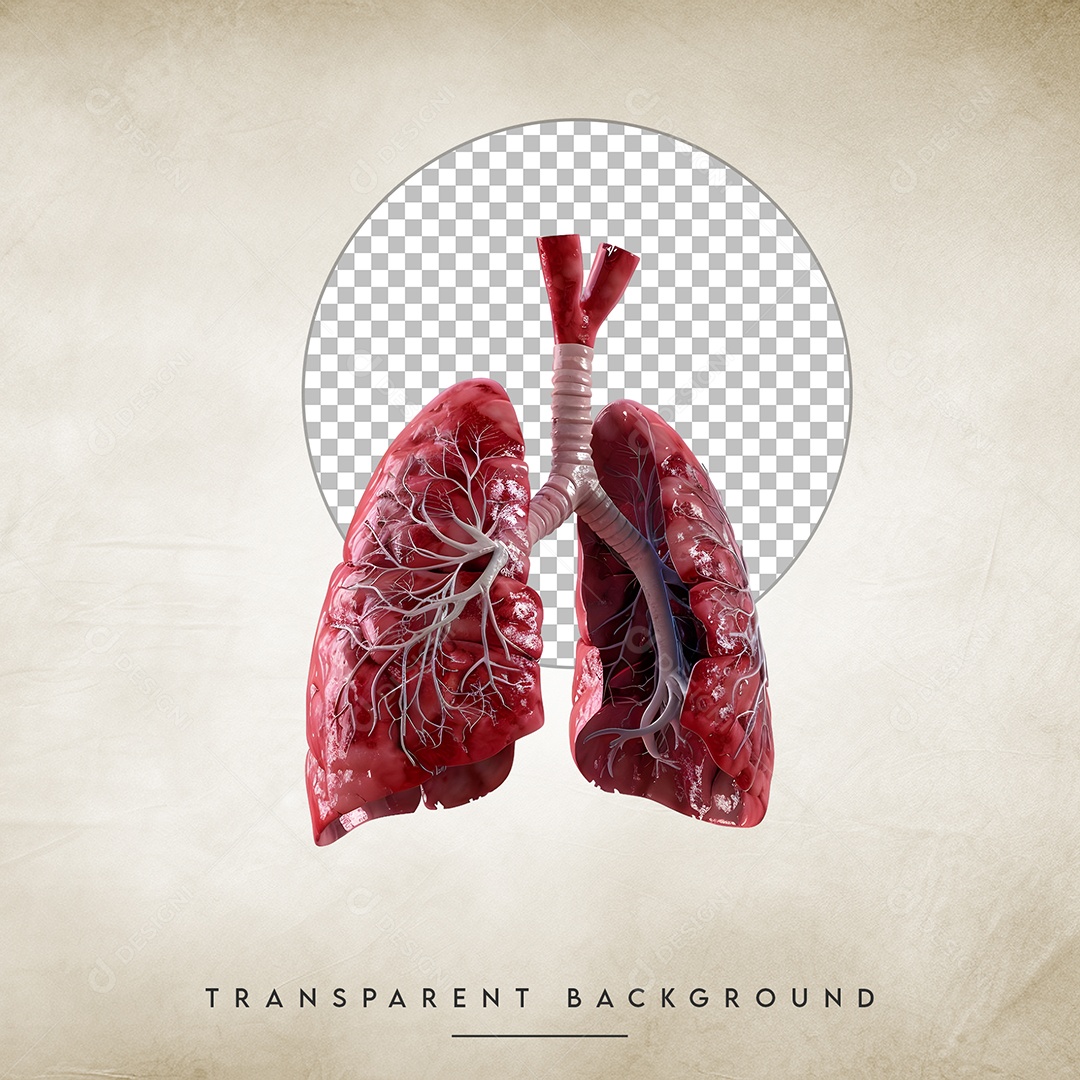 Elemento 3D Pulmões Para Composição PSD