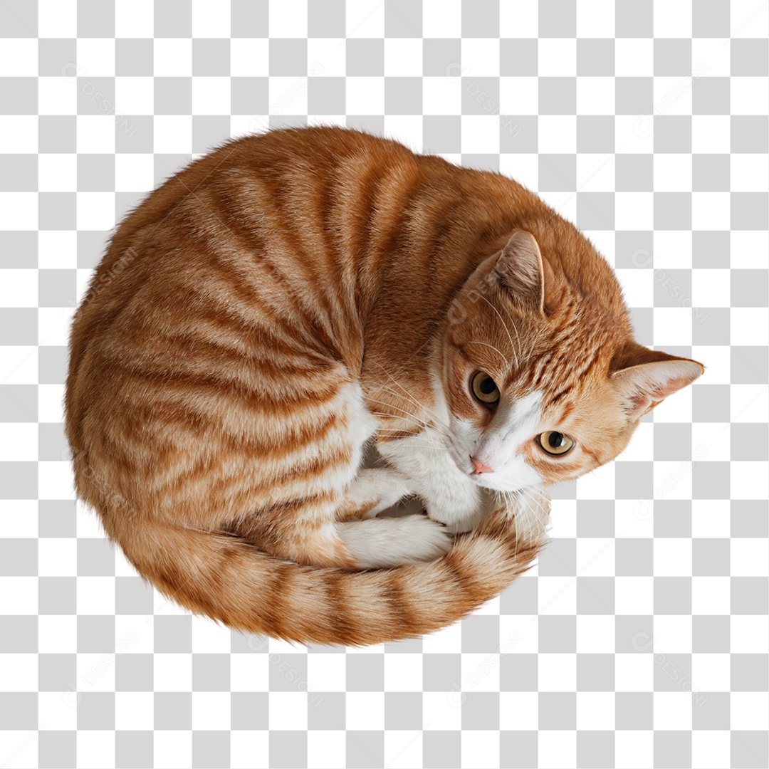 Gato Amarelo Animal Pet PNG Transparente