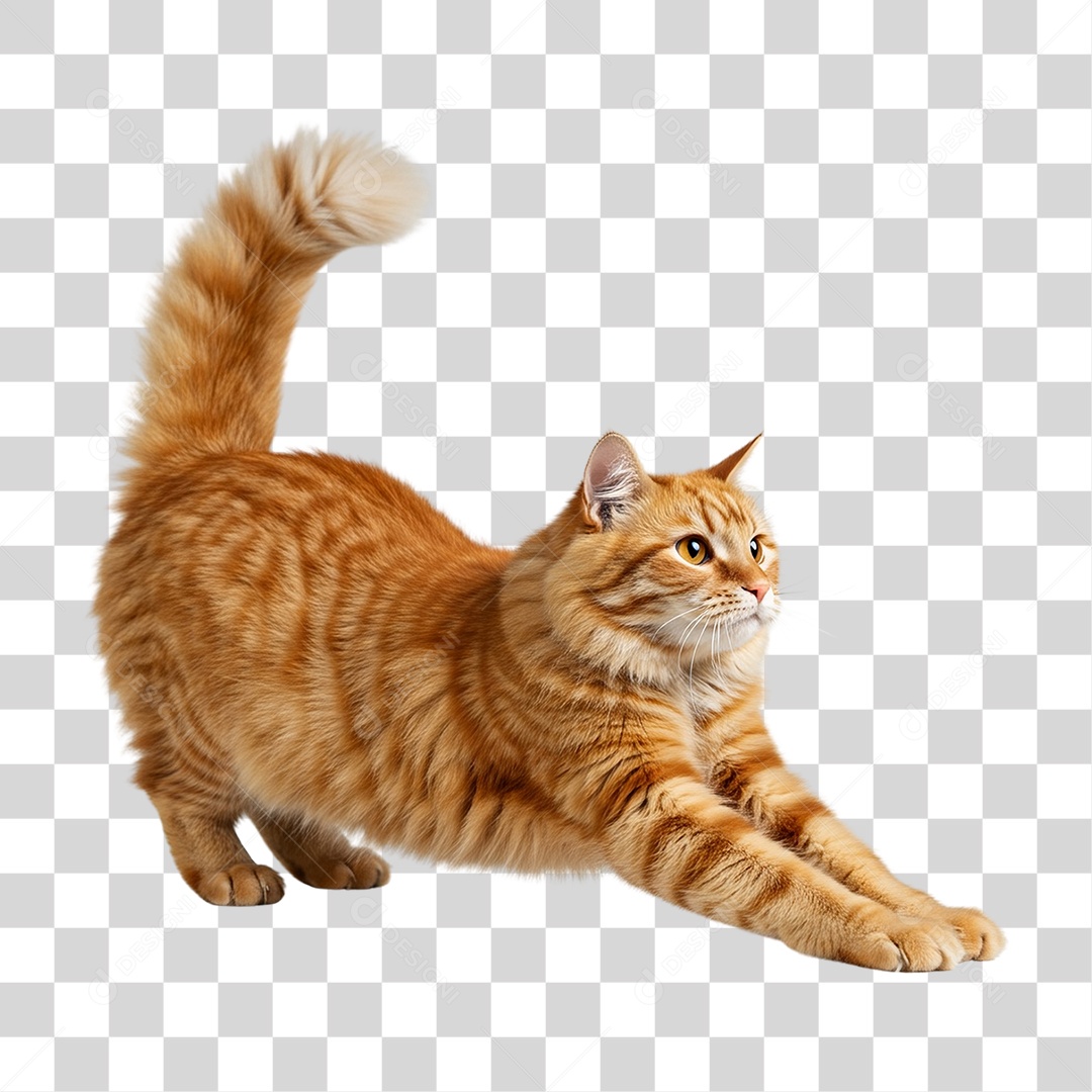 Gato Amarelo Animal Pet PNG Transparente