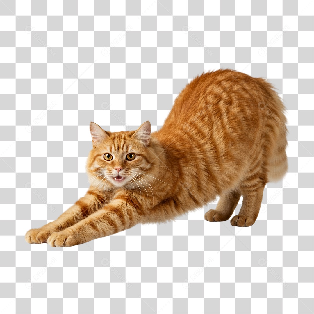 Gato Amarelo Animal Pet PNG Transparente