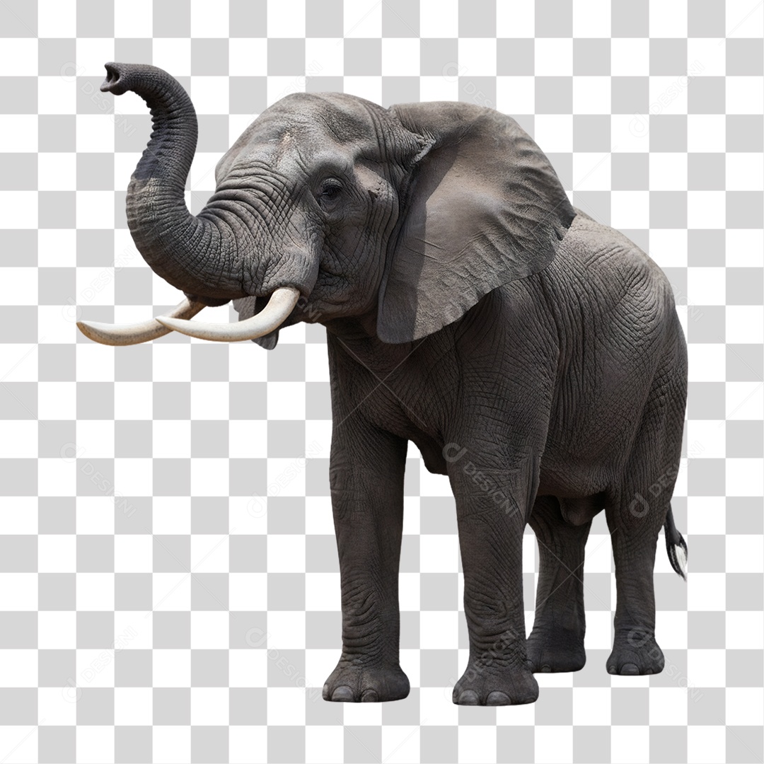 Elefante Animal Silvestre PNG Transparente