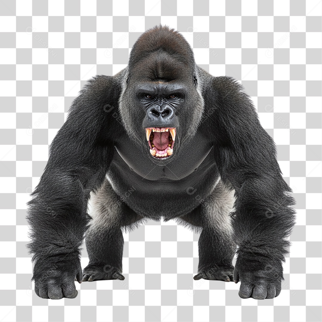 Gorila Animal Silvestre PNG Transparente