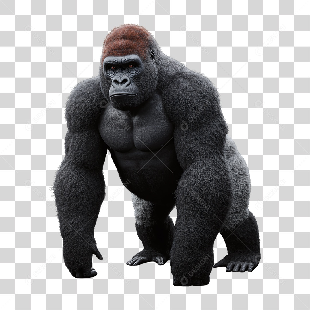 Gorila Animal Silvestre PNG Transparente