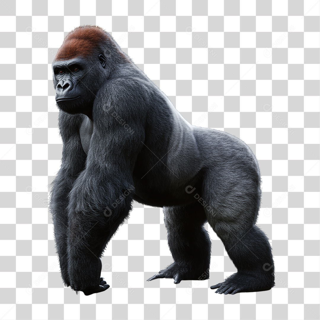 Gorila Animal Silvestre PNG Transparente