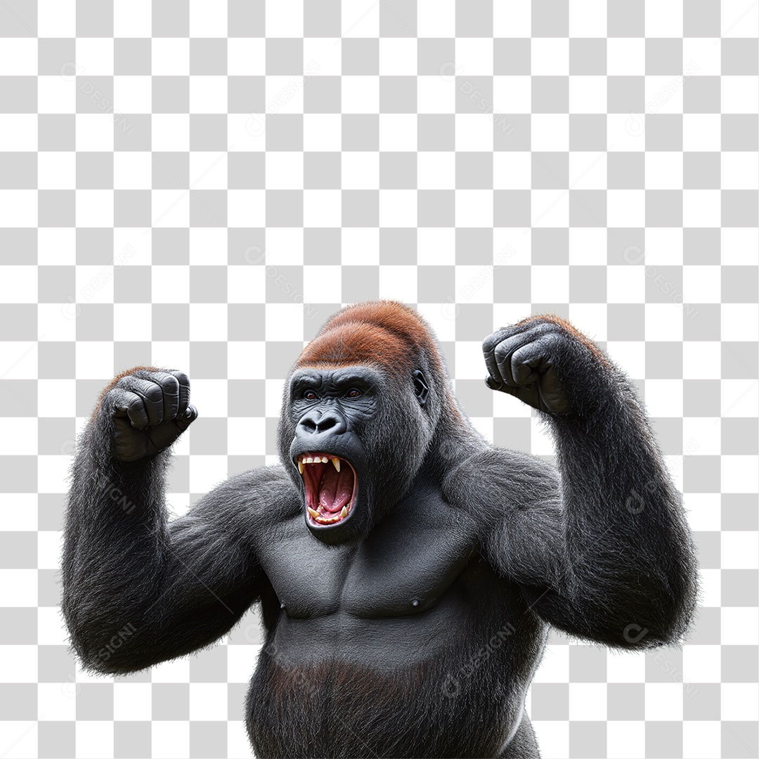 Gorila Animal Silvestre PNG Transparente
