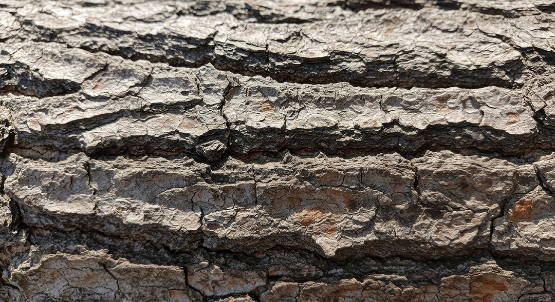 Textura de casca de uma árvore do gênero pinus.