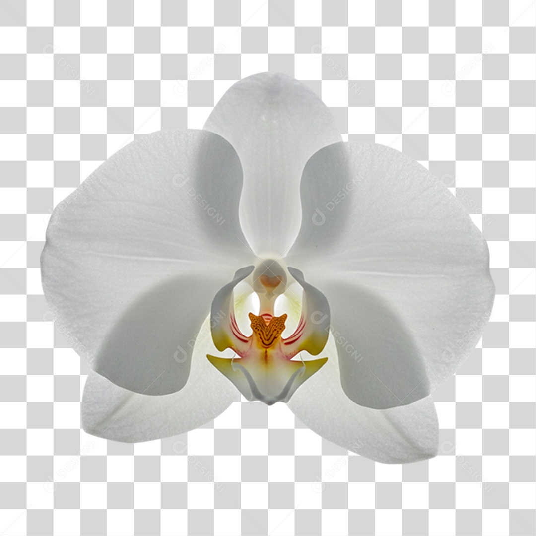 Flor Branca PNG Transparente