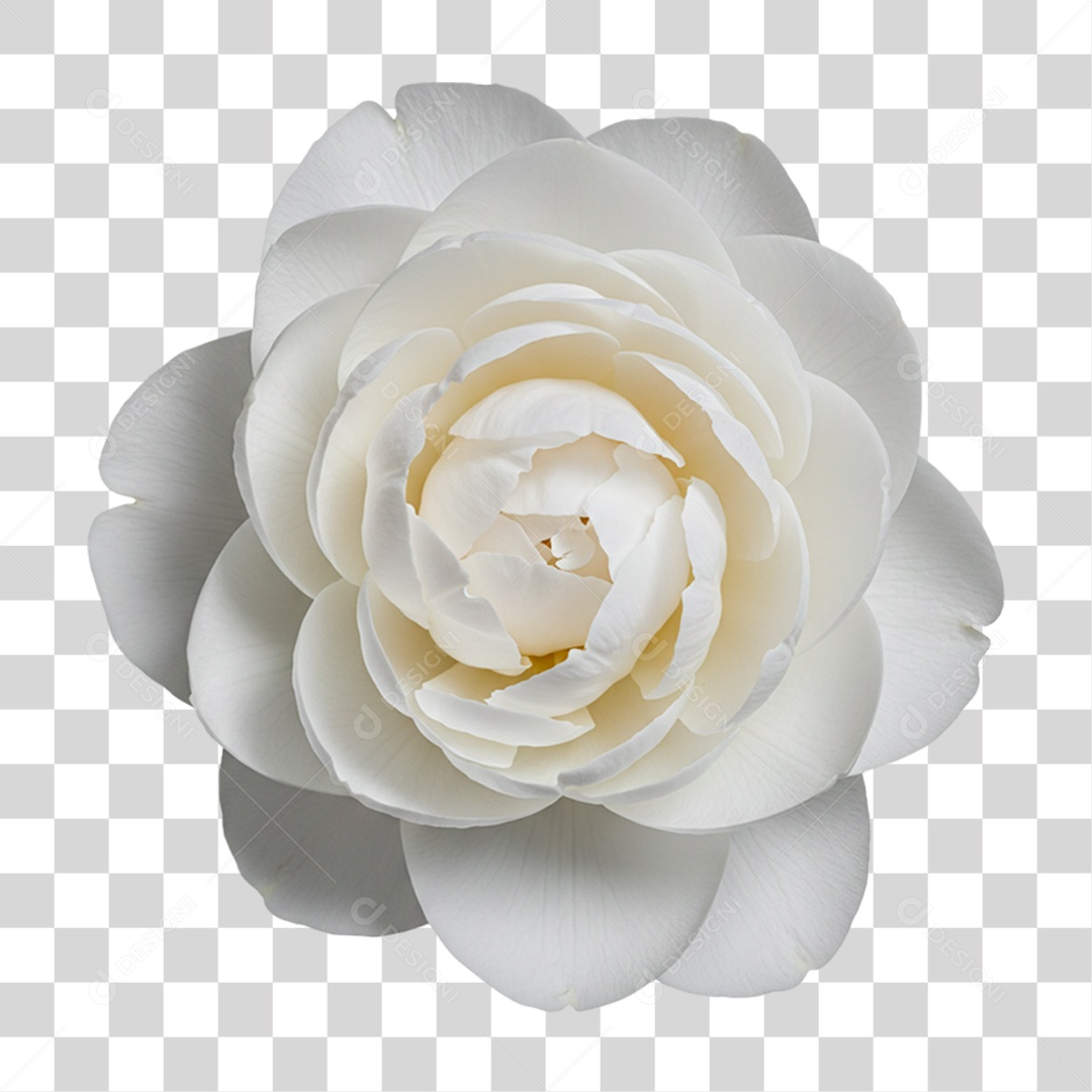 Flor Eustoma PNG Transparente