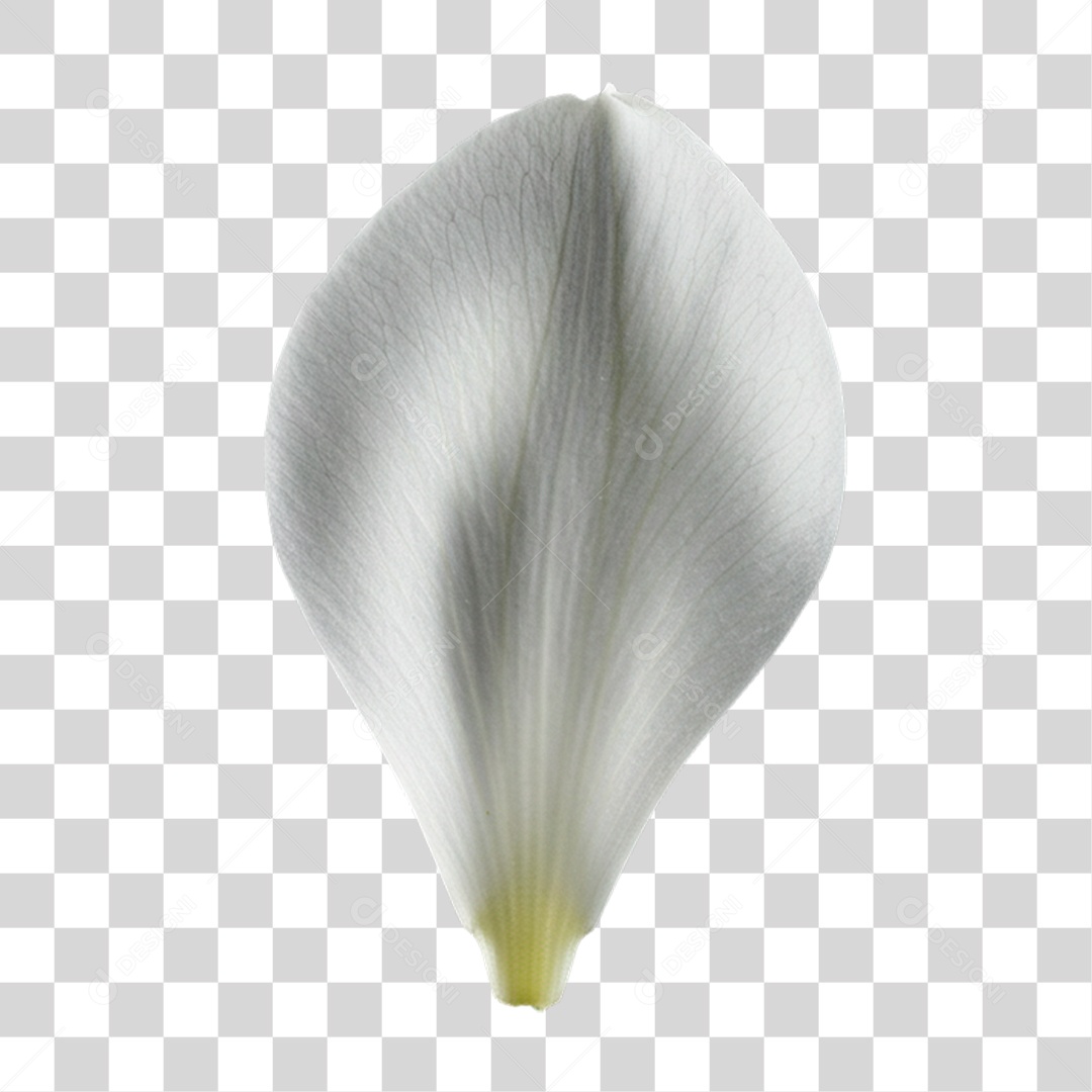 Pétala de Flor PNG Transparente