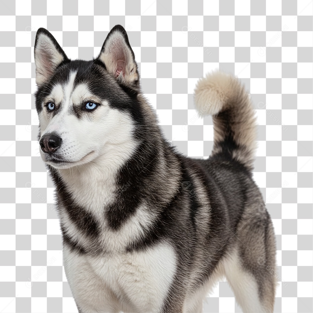 Cachorro Animal de Estimação PNG Transparente