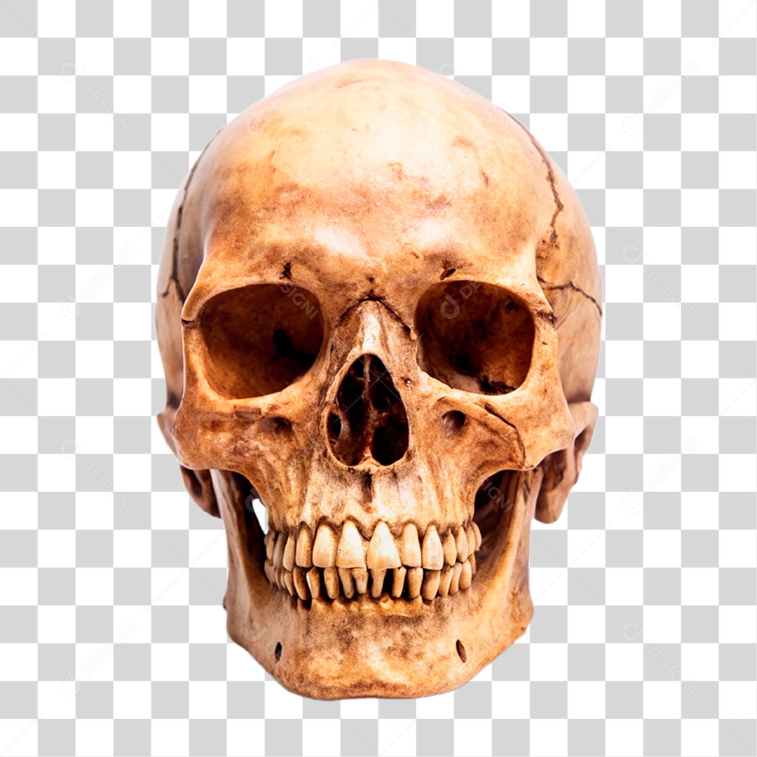 Ancient Skull Transparent PNG