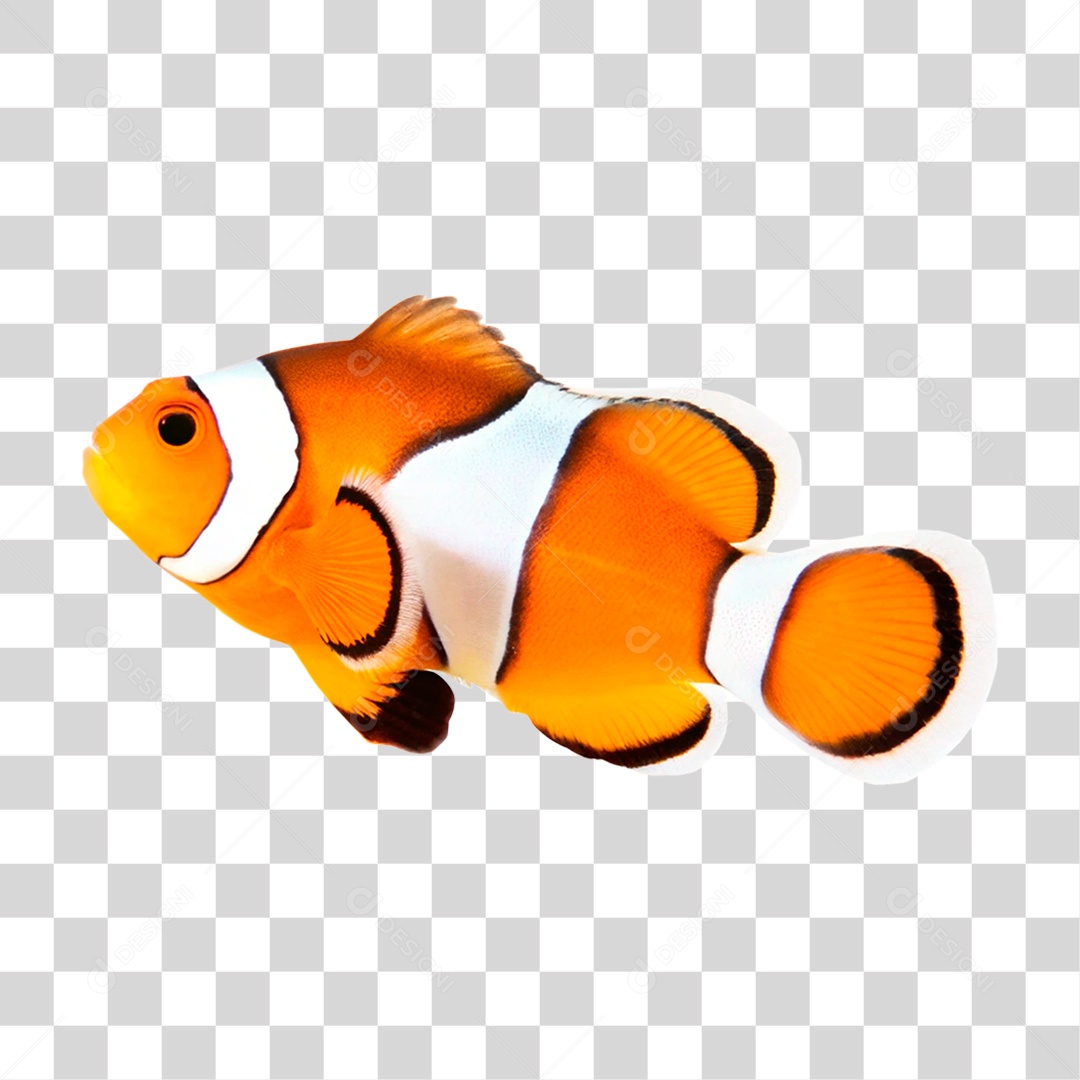 Peixe Palhaço PNG Transparente