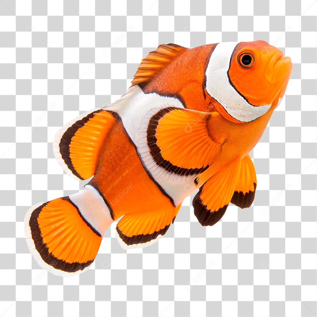 Peixe Palhaço PNG Transparente