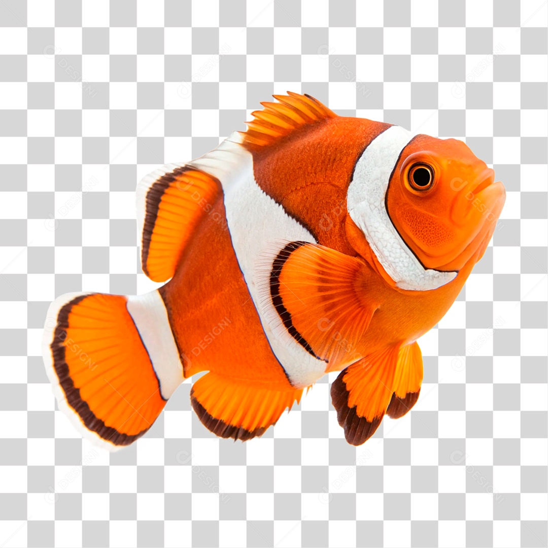 Peixe Palhaço PNG Transparente