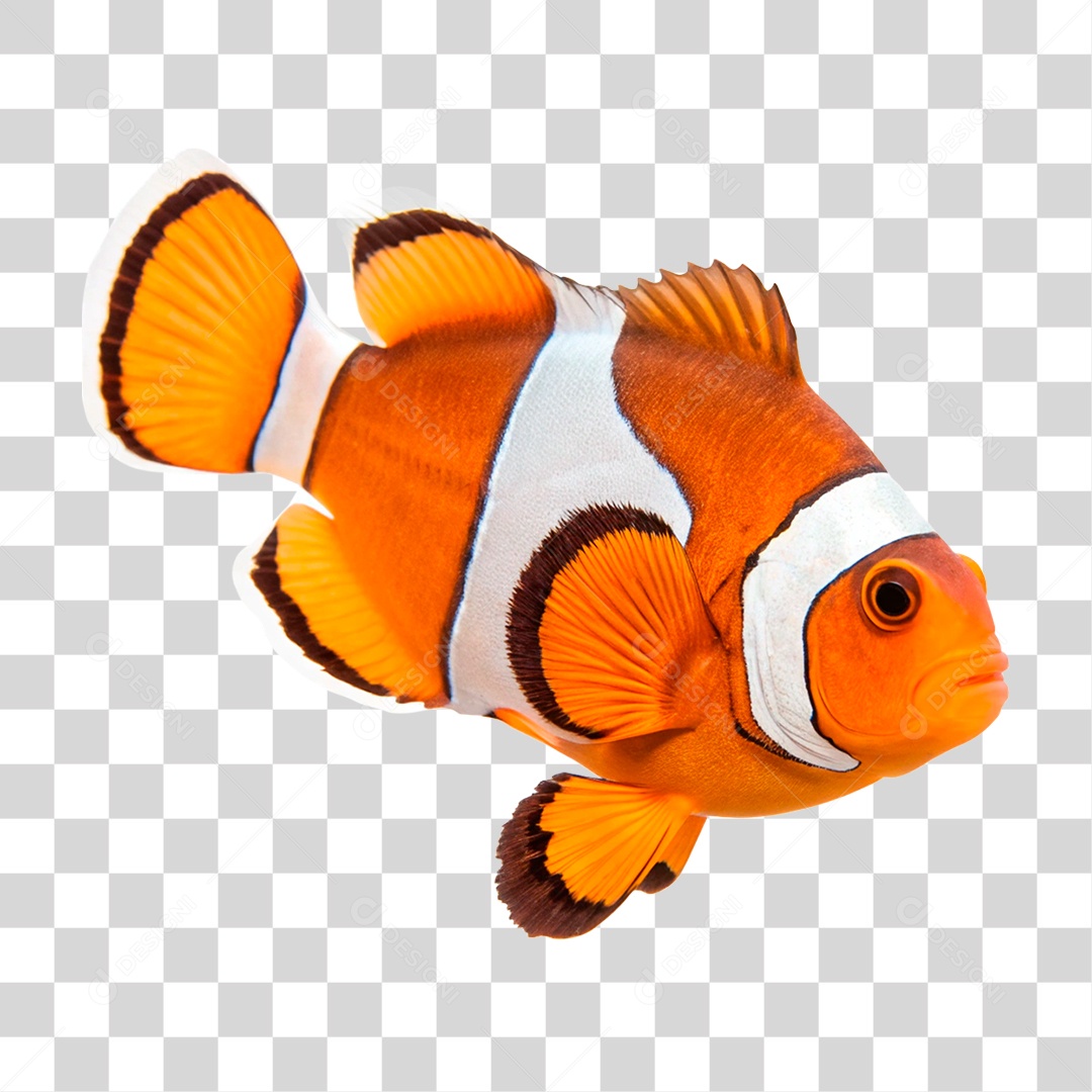 Peixe Palhaço PNG Transparente