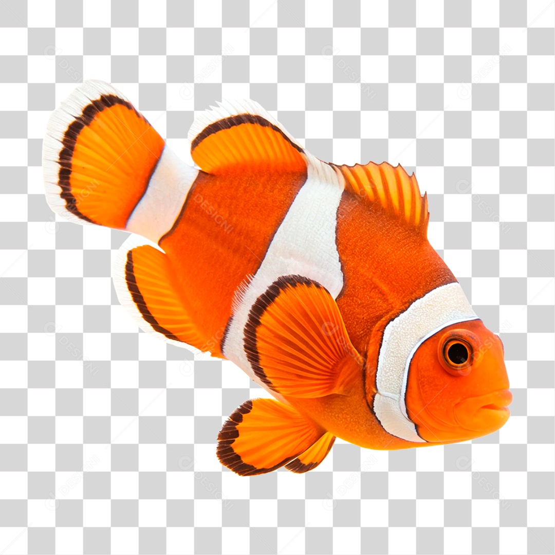 Peixe Palhaço PNG Transparente