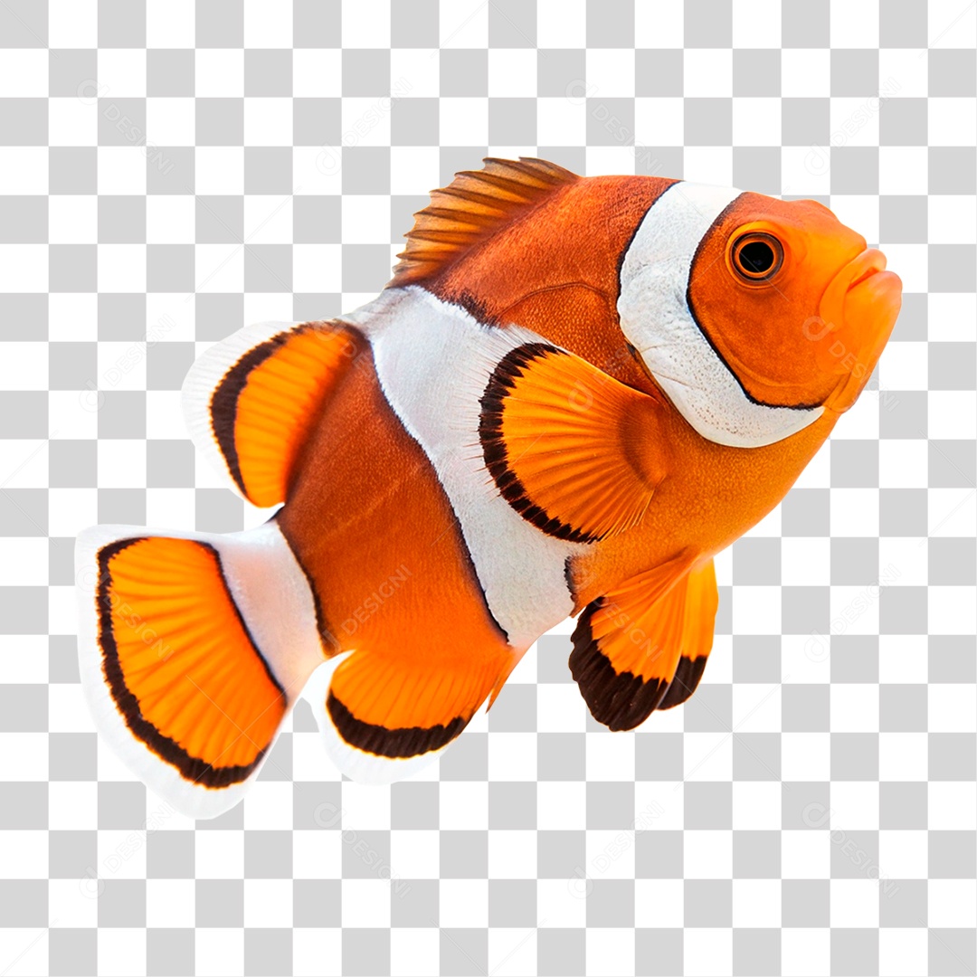 Peixe Palhaço PNG Transparente