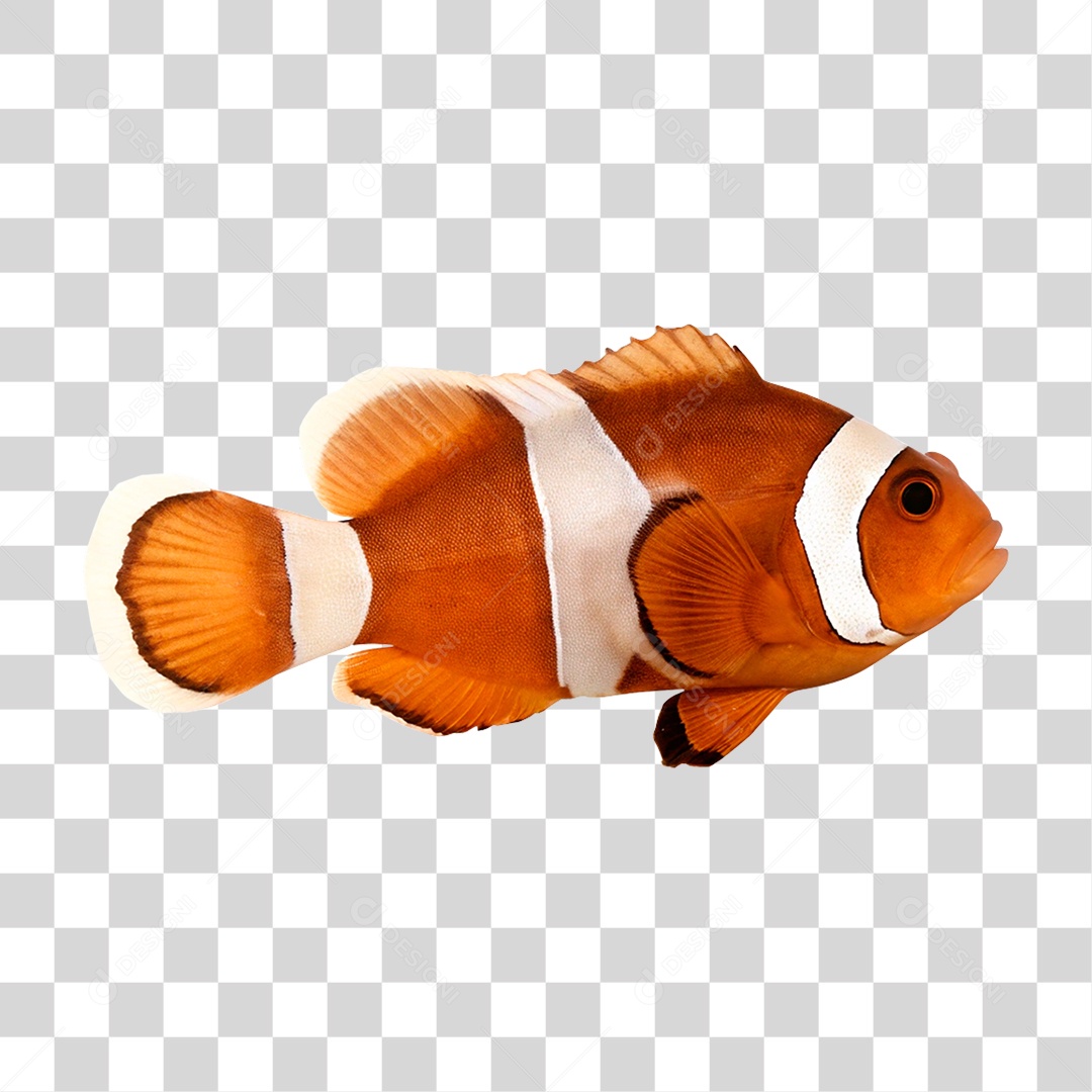 Peixe Palhaço PNG Transparente