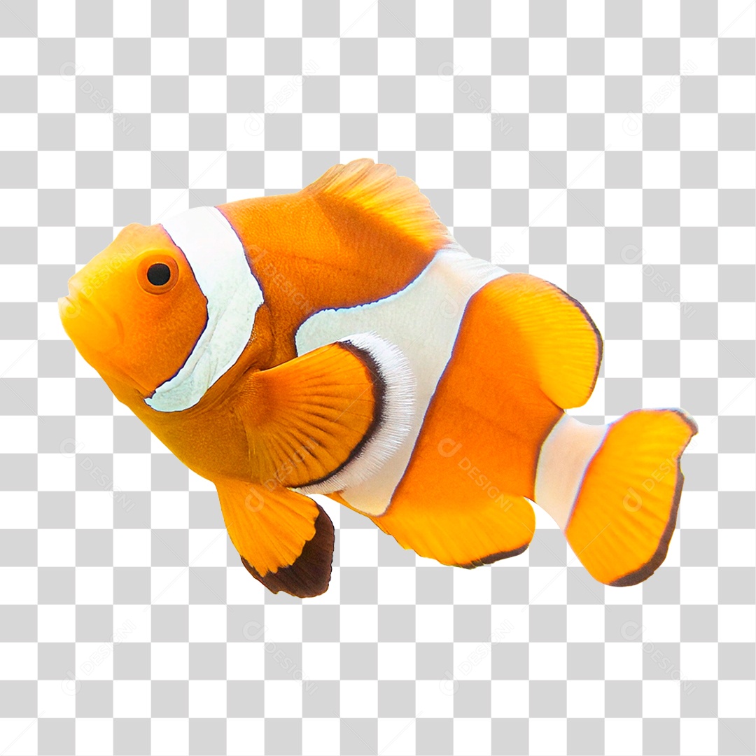 Peixe Palhaço PNG Transparente