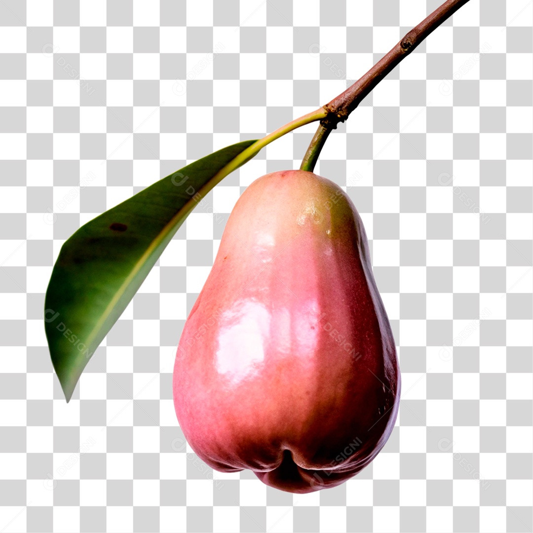 Jambo Rosa PNG Transparente