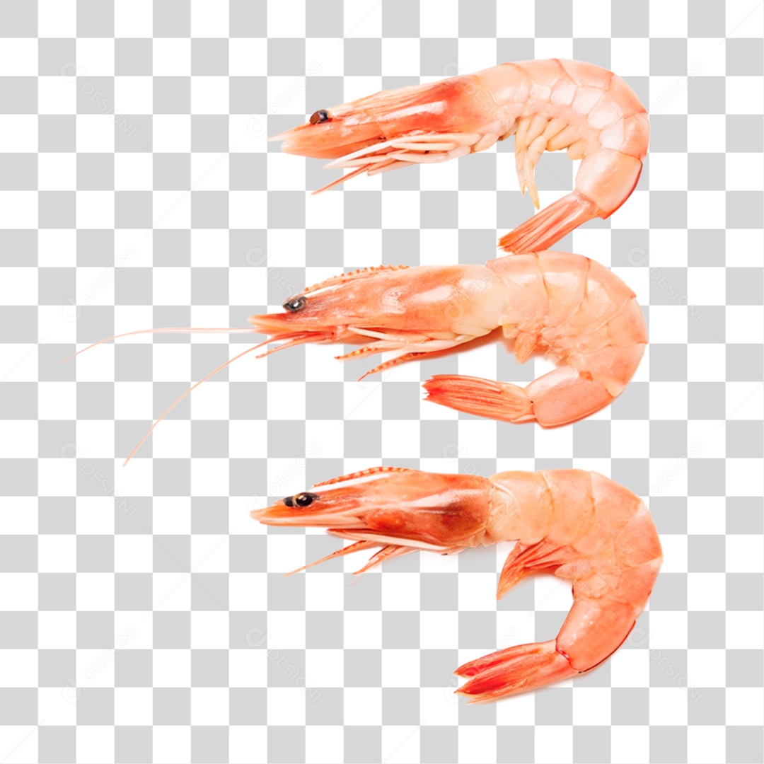 Camarões Marinho PNG Transparente