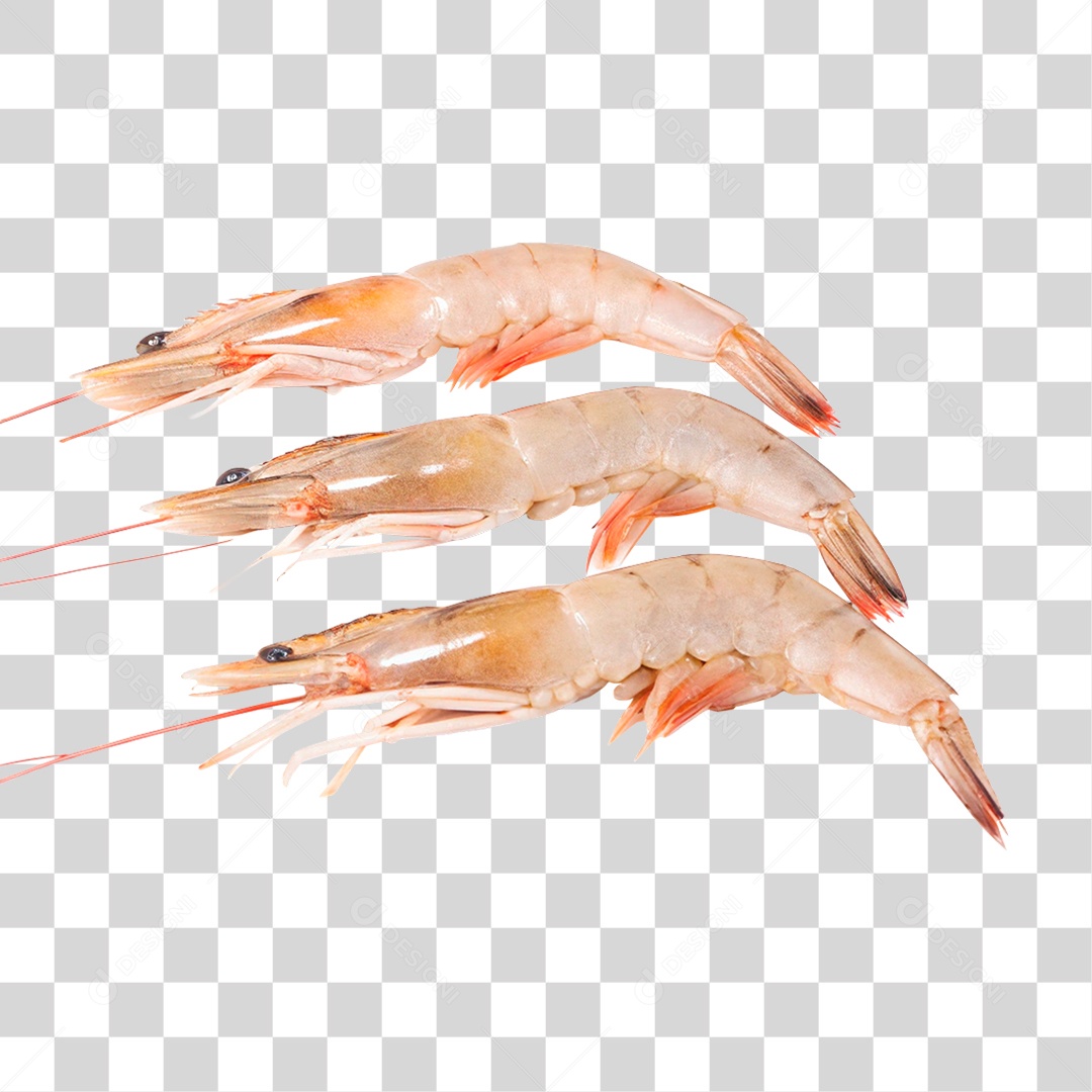 Camarão Marinho PNG Transparente