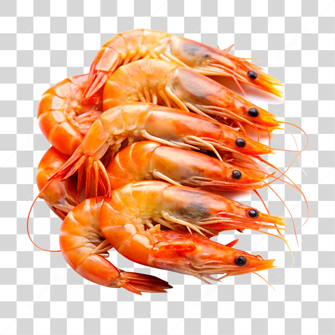 Camarões Marinho PNG Transparente