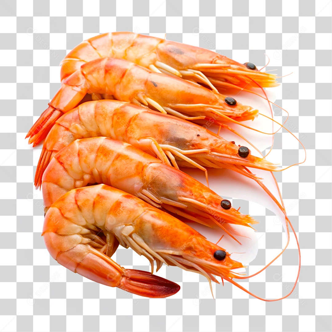 Camarões Marinho PNG Transparente