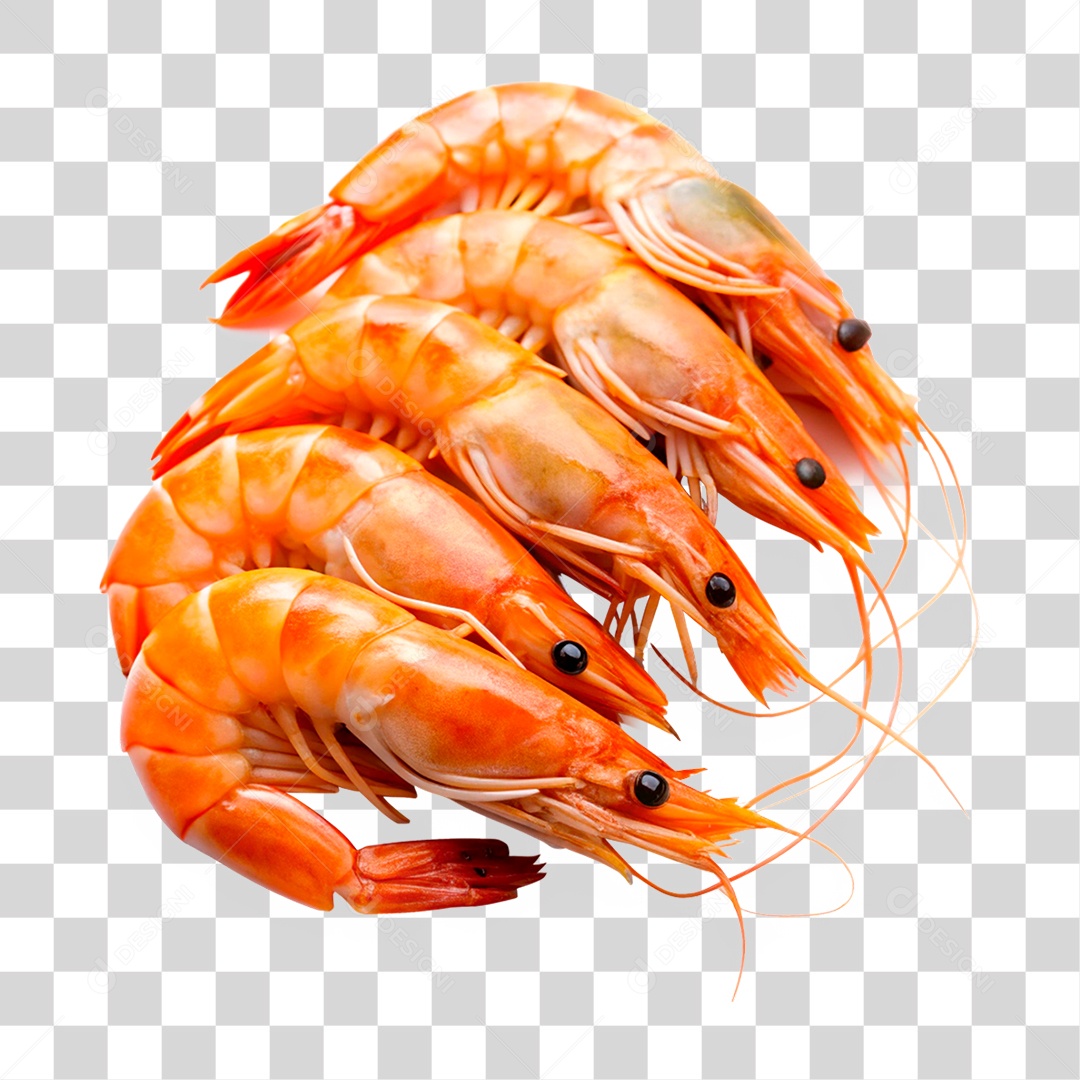 Camarões Marinho PNG Transparente