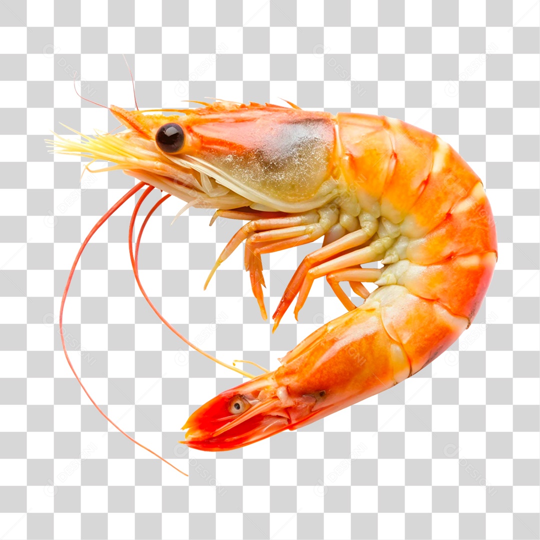 Camarão Marinho PNG Transparente