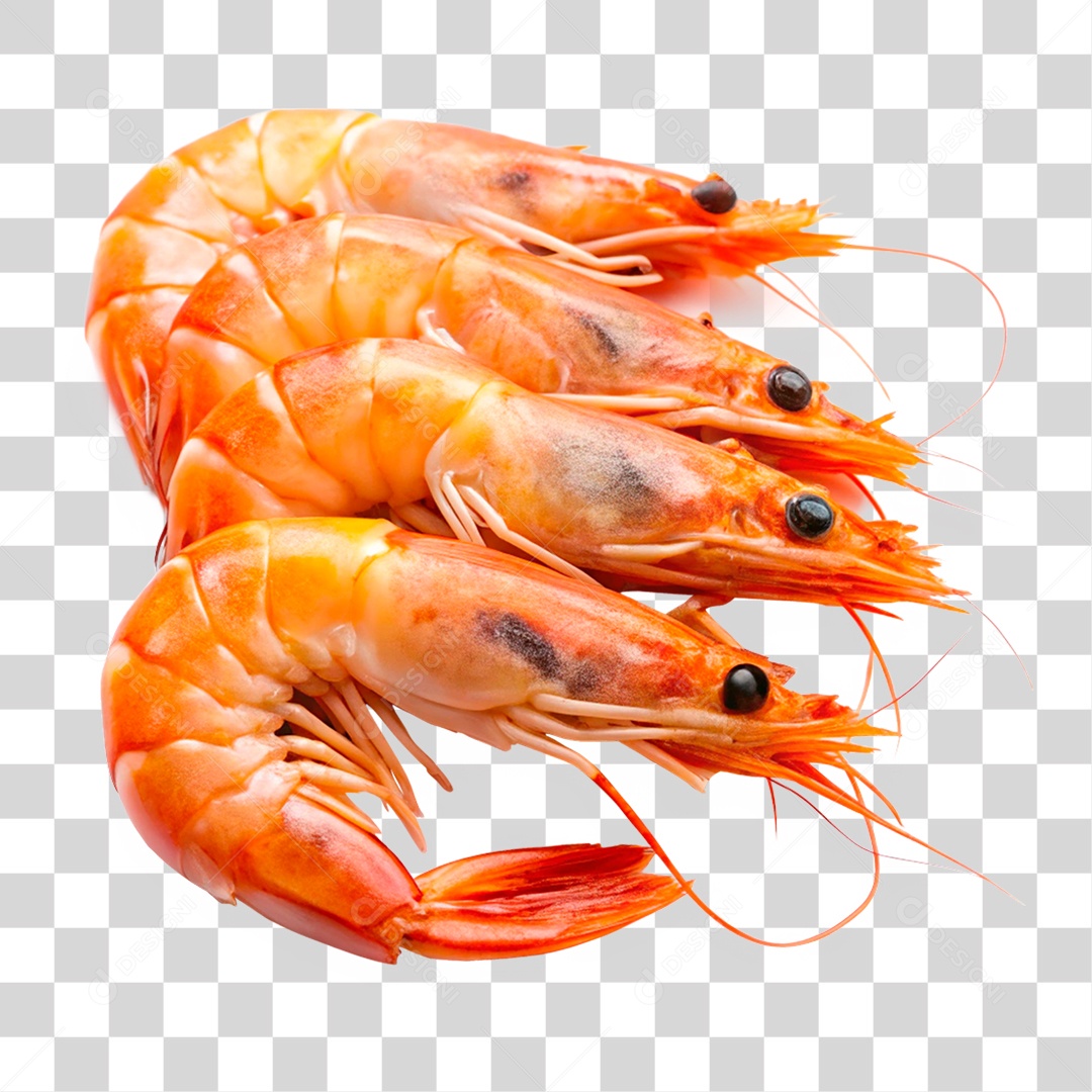 Camarões Marinho PNG Transparente