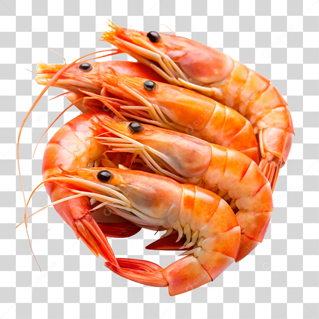 Camarões Marinho PNG Transparente
