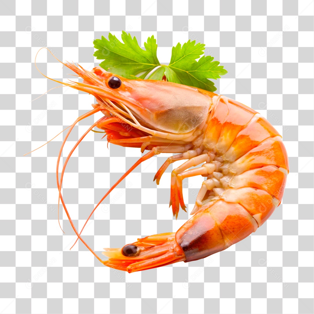 Camarão Marinho PNG Transparente