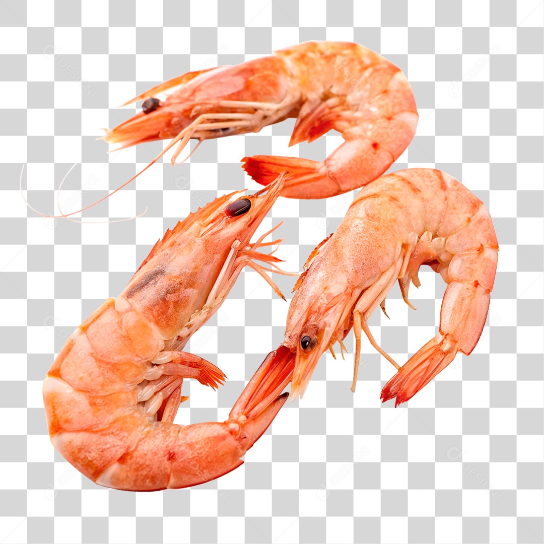 Camarões Marinho PNG Transparente