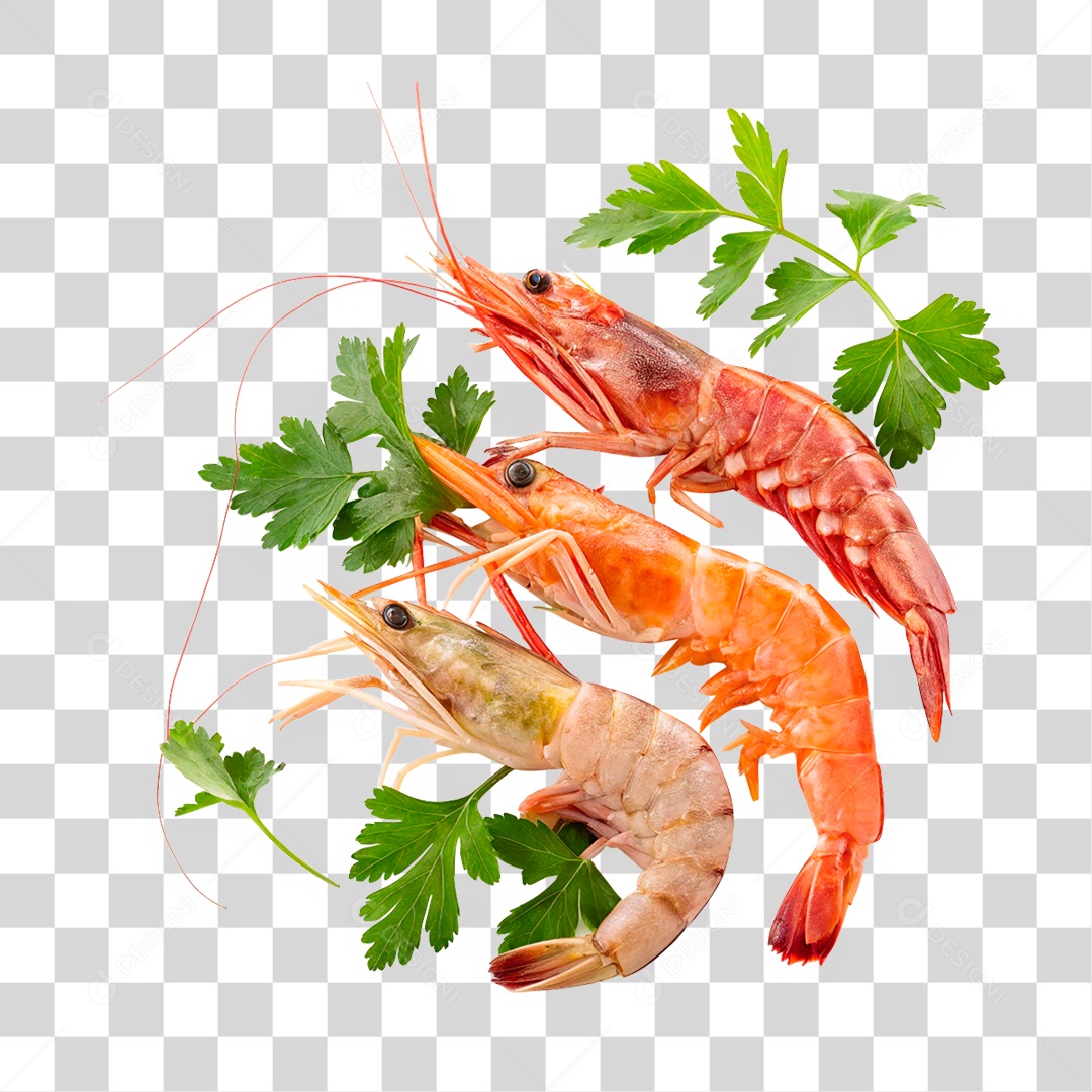 Camarões Marinho PNG Transparente