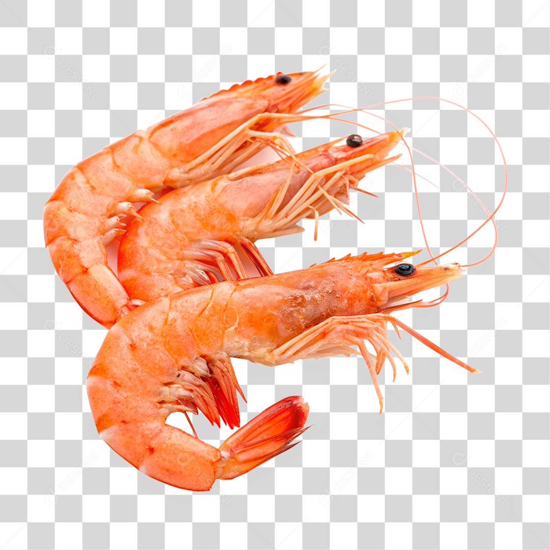 Camarões Marinho PNG Transparente