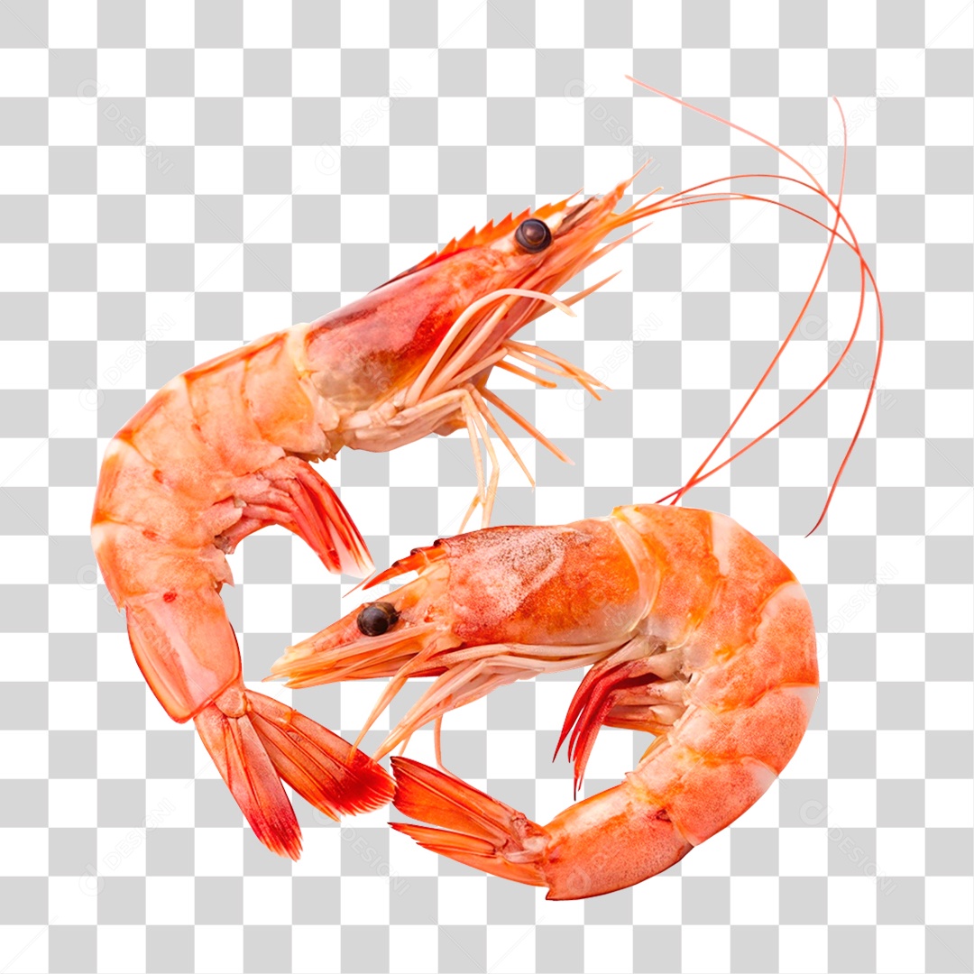 Camarões Marinho PNG Transparente